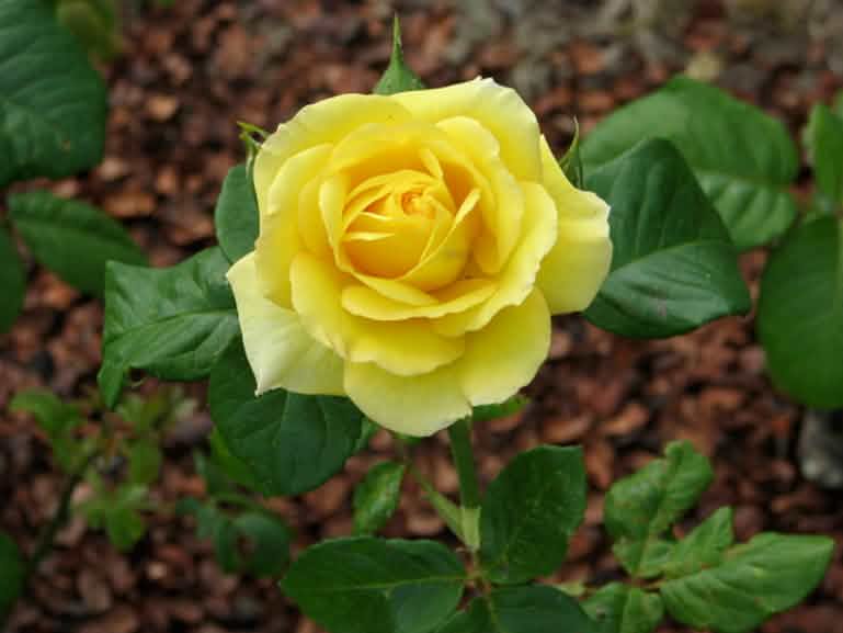 rose_jaune_la_roche